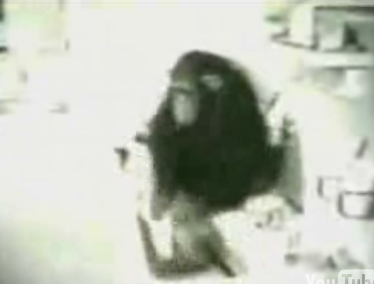 Monkey Washes Cat